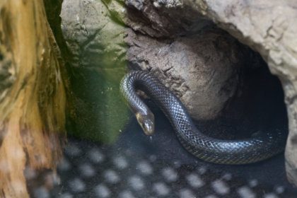 Tierwelt des Donauraums