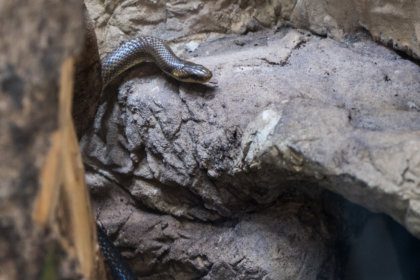 Tierwelt des Donauraums