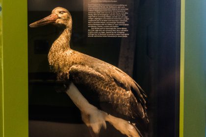 Tierwelt des Donauraums