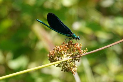 Blauflügel Prachtlibelle 