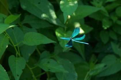Blauflügel Prachtlibelle 
