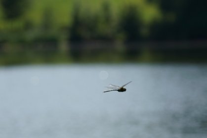 Libelle