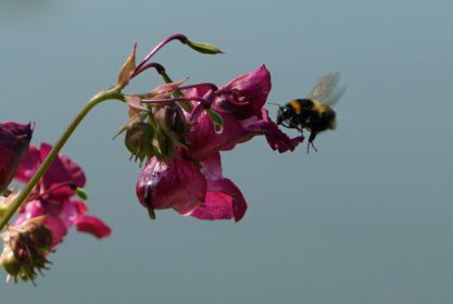 Fleißige Bienen